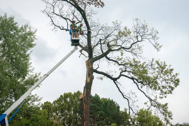 How Our Tree Care Process Works  in  Golden Hills, CA