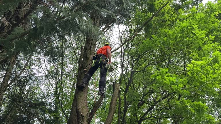 Best Tree Trimming and Pruning  in Golden Hills, CA