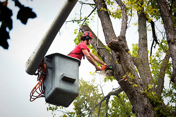 Best Hazardous Tree Removal  in Golden Hills, CA