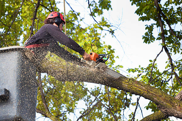 Reliable Golden Hills, CA Tree Services Solutions